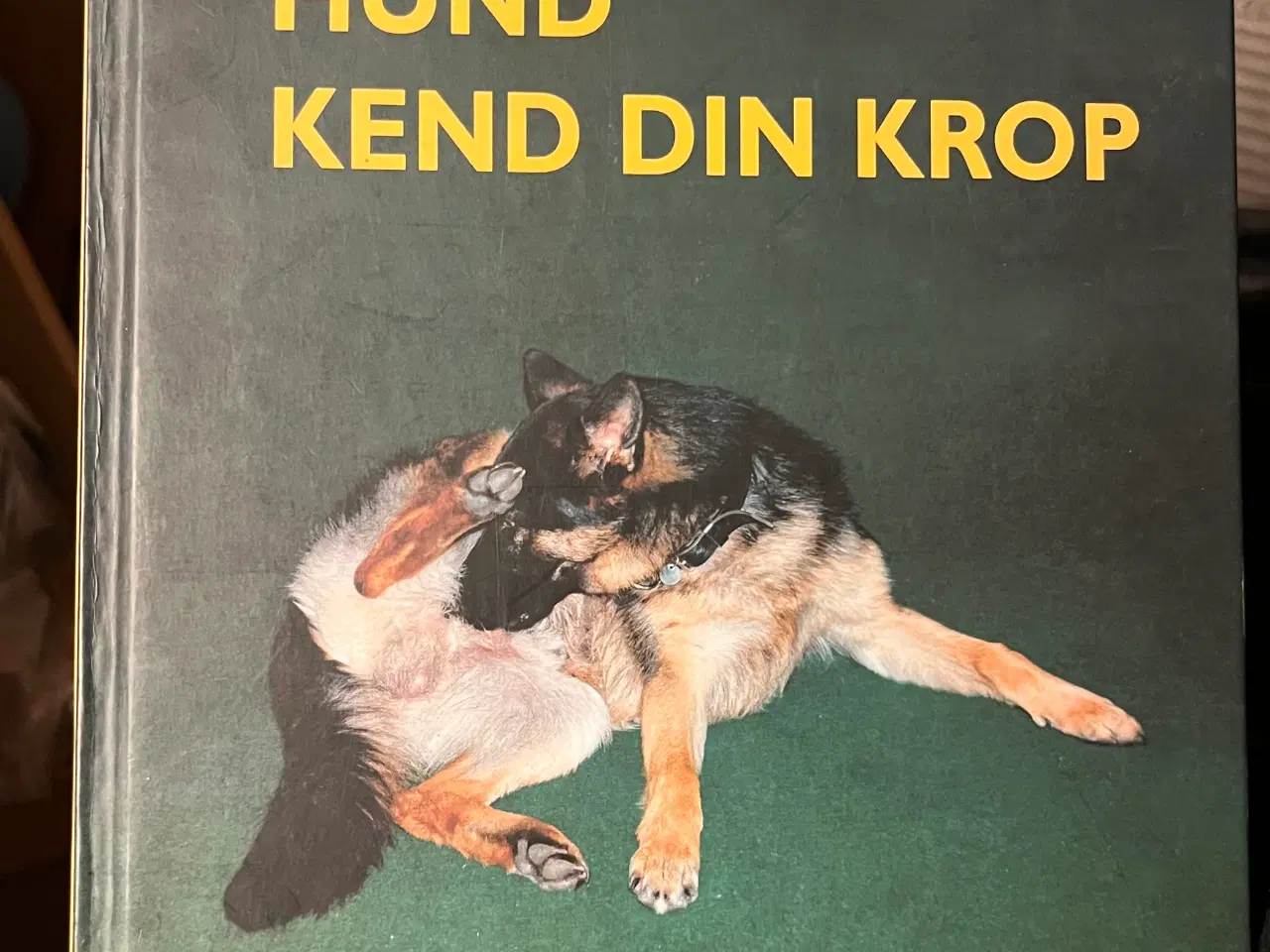 Billede 14 - Hundetræning, adfærd og viden om hunde