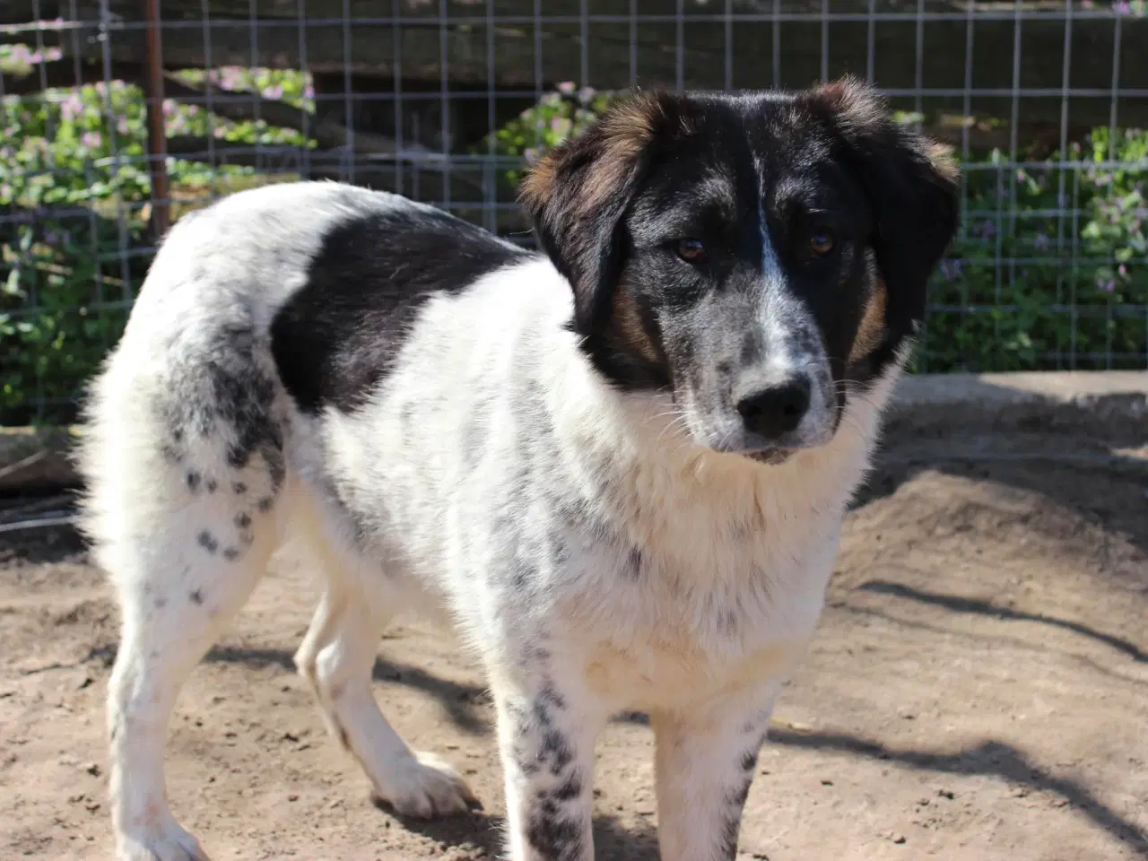 Billede 10 - Vidunderlige Lumos søger et hjem 🩷