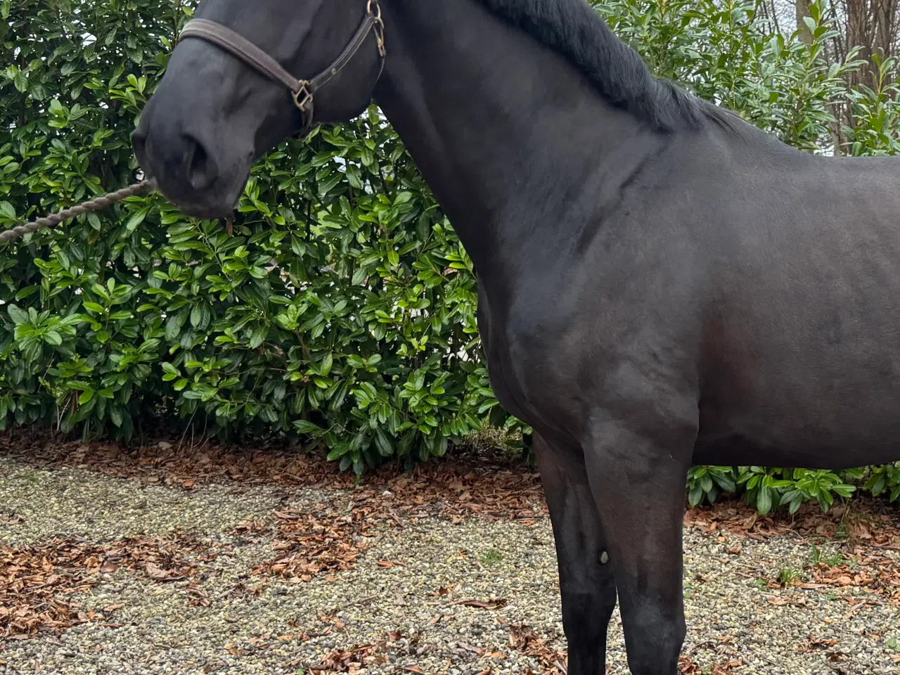 Billede 1 - 6 års allroundhest