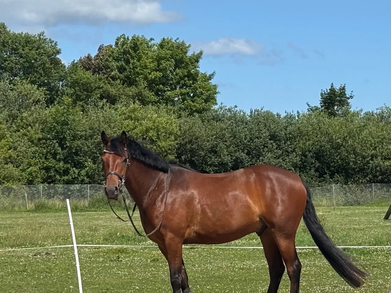 Billede 2 - 4 års Vallak efter Blue Hors Rockefeller