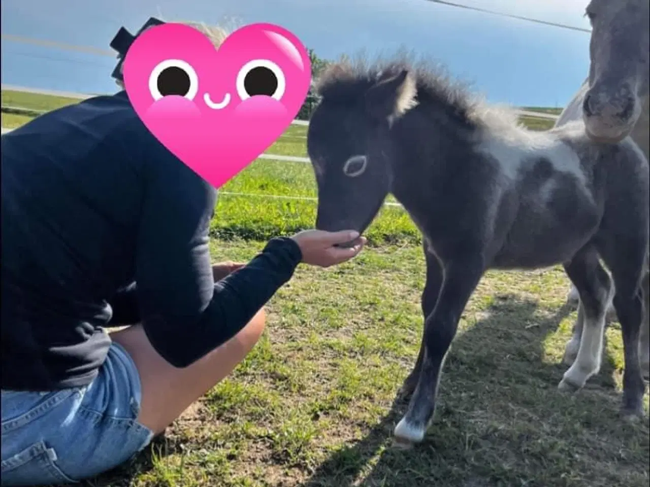 Billede 8 - Mini shetlands hoppeføl