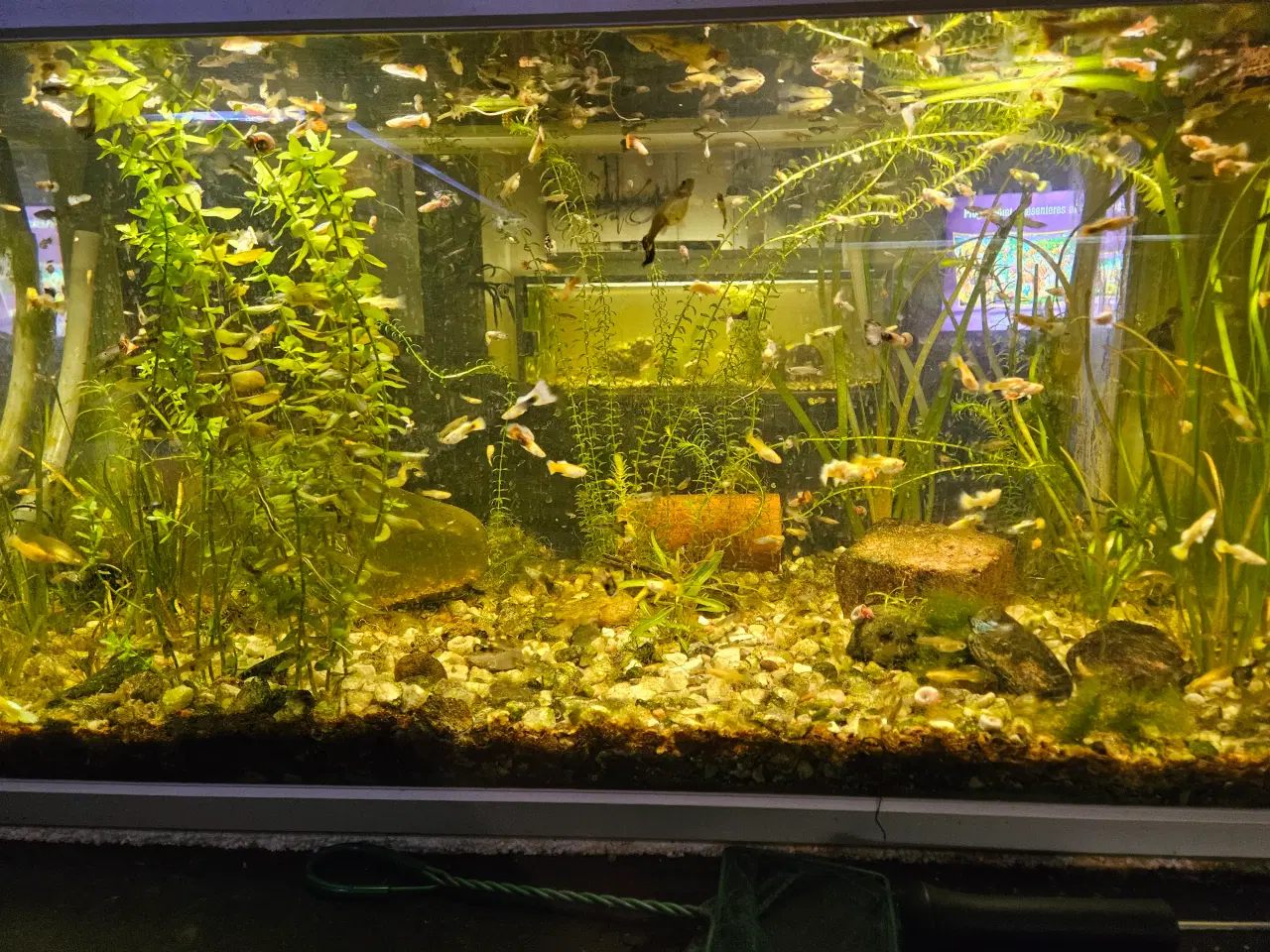 Billede 2 - guppy mix