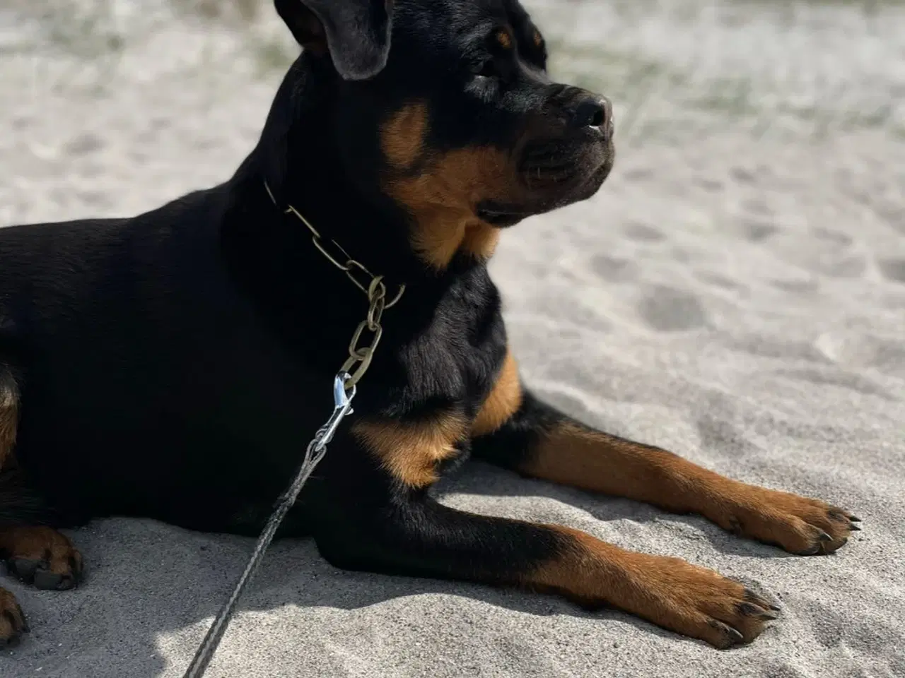 Billede 14 - Hundehvalp