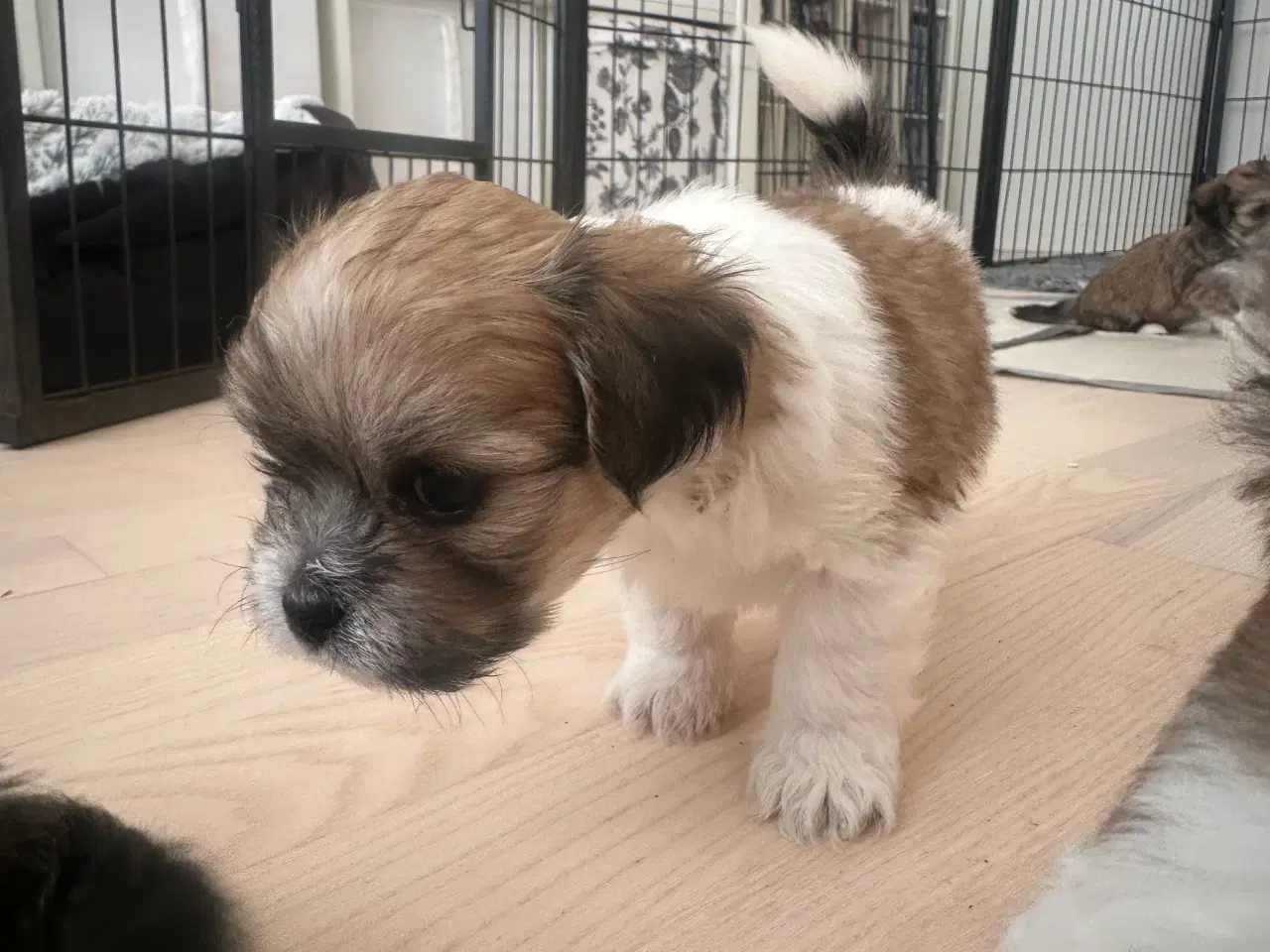 Billede 6 - Calle - Lhasa apso