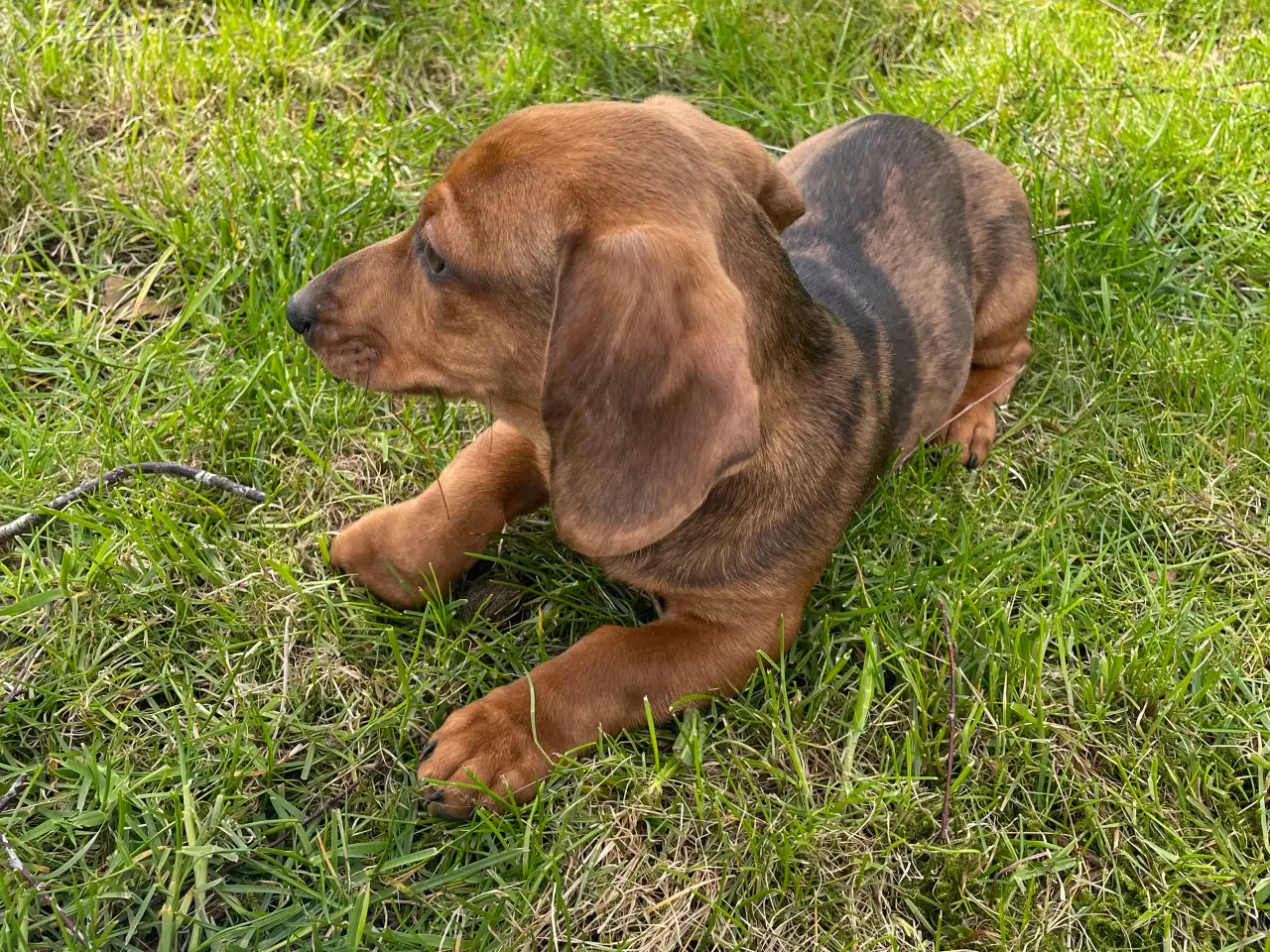 Billede 2 - Gravhund Hvalp merle 
