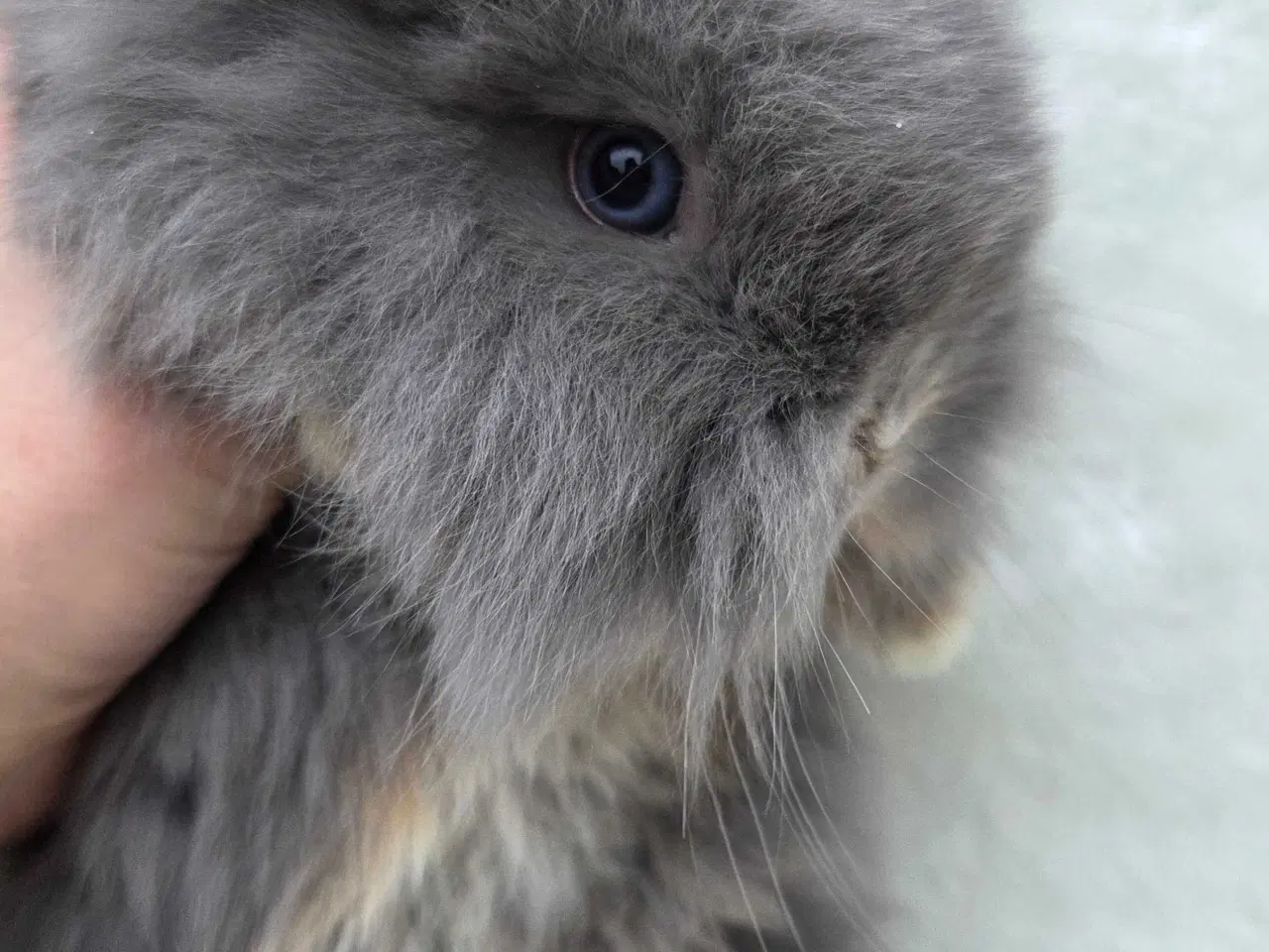 Billede 8 - Minilop / lionlop unger 