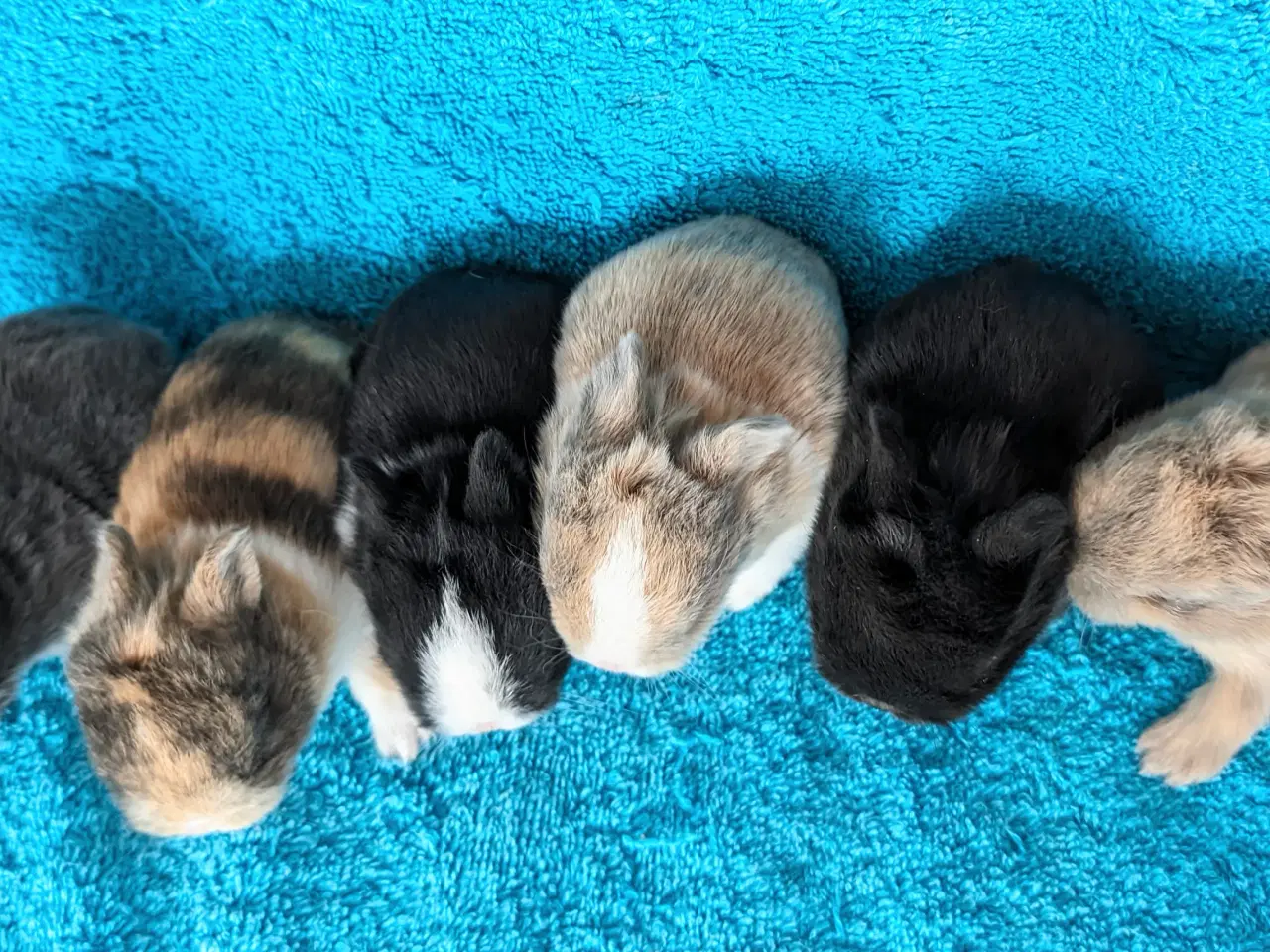 Billede 2 - Hermelin kaninunger 