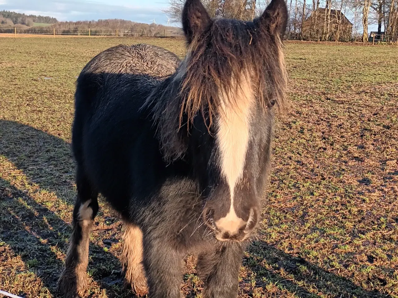 Billede 5 - Hest plag Irisch Cop