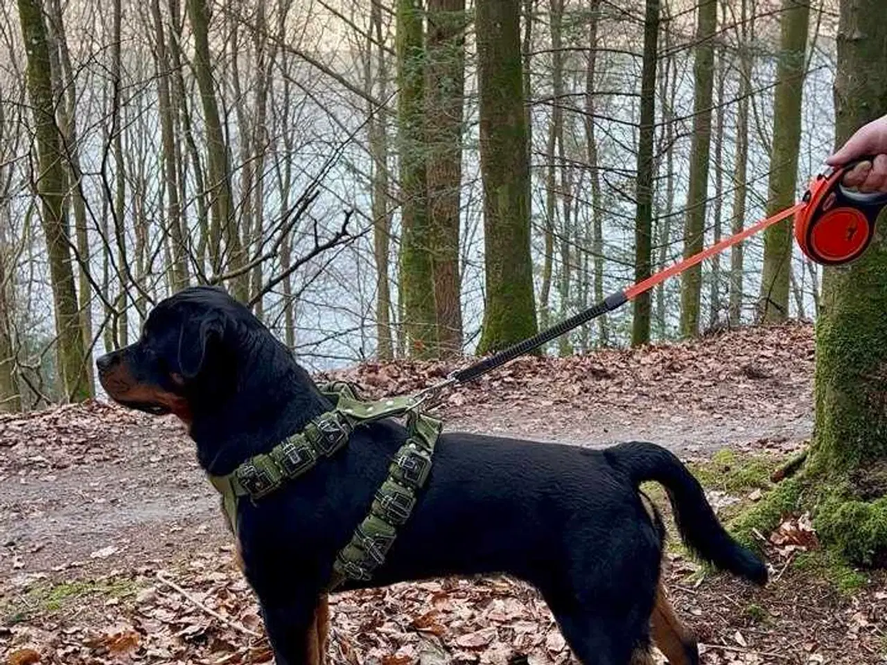 Billede 8 - Rottweiler han 