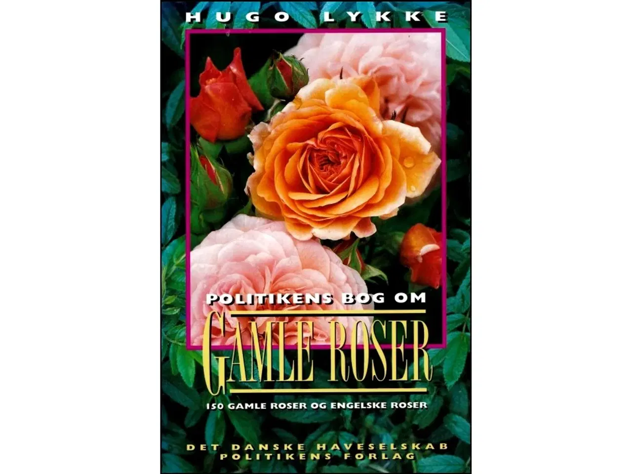 Billede 1 - Politikens bog om gamle Roser