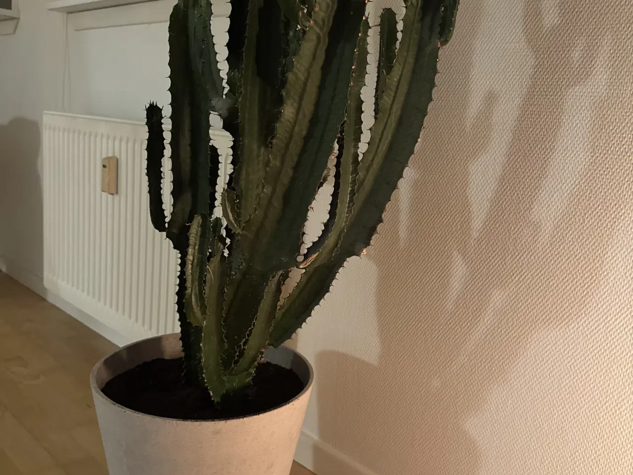 Billede 1 - Kaktus