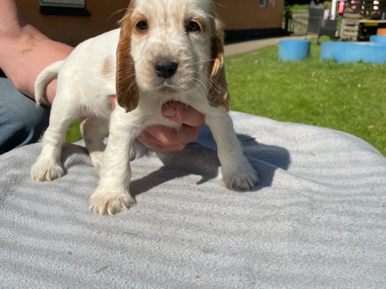 Billede 6 - Cockerspaniel 