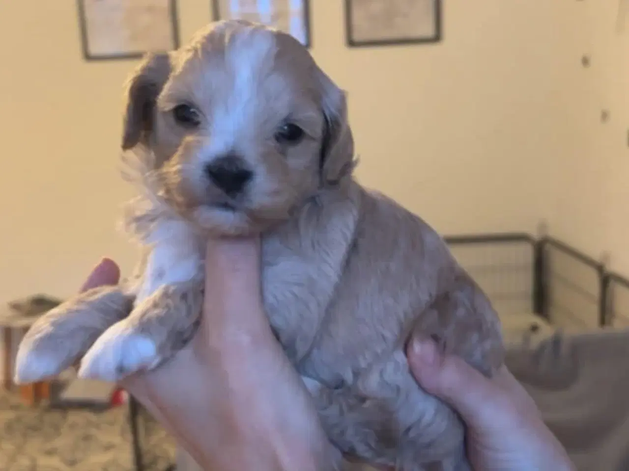 Billede 5 - Mini maltipoo hvalpe 