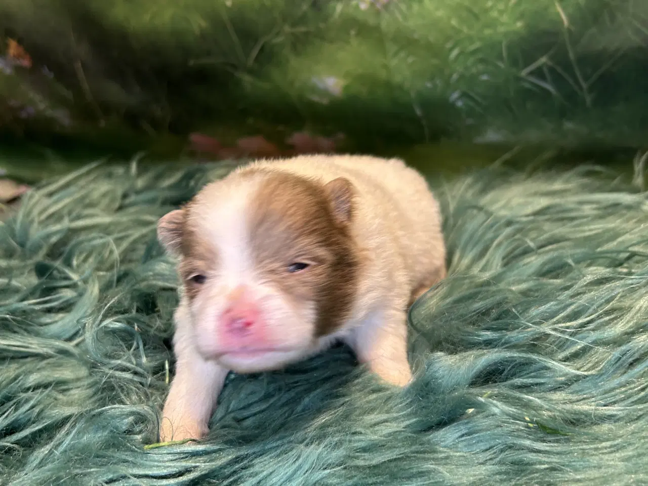 Billede 5 - Meget smukke Pomerania hvalpe 