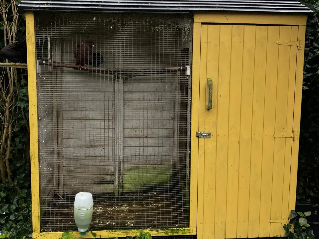 Billede 1 - 10 raceduer, tumlinger, røde og sorte Gratis