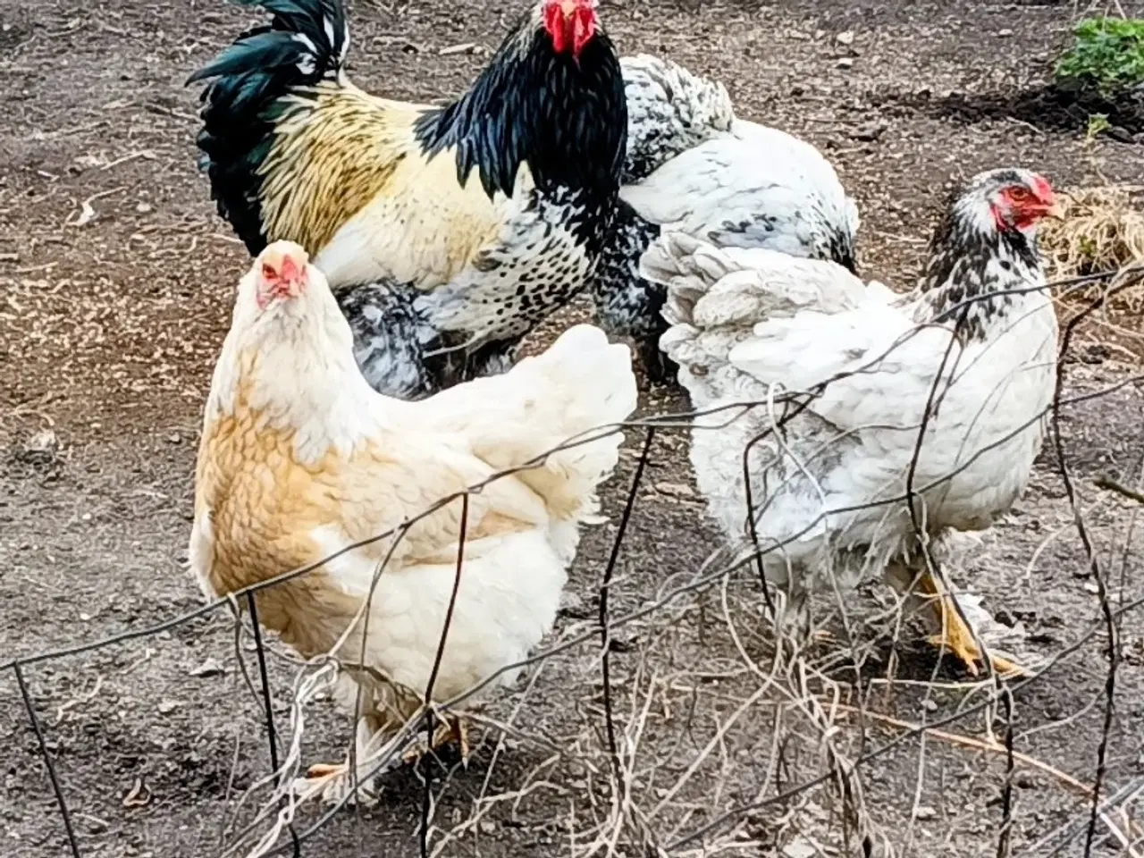 Billede 3 - Daggamle kyllinger på bestilling 