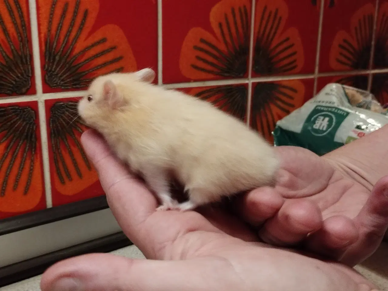 Billede 2 - Guld hamster unger korthåret flytteklar.
