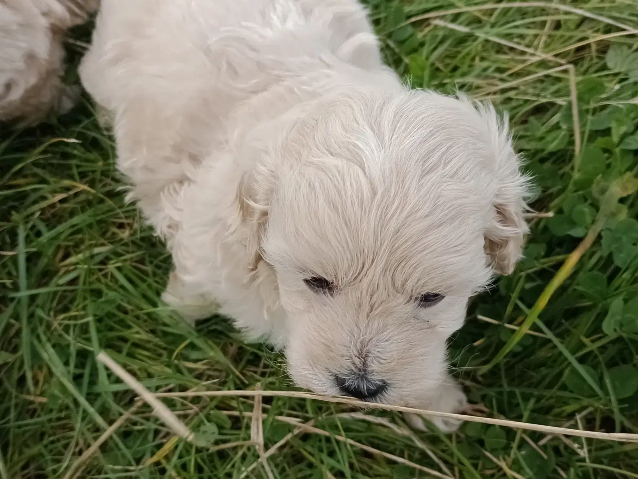 Billede 9 - Maltipoo hvalpe
