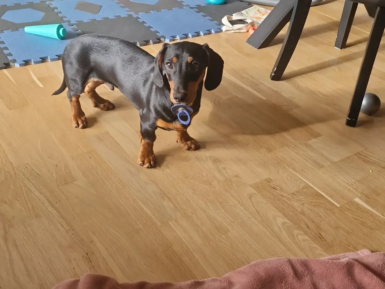 Billede 1 - Korthåret gravhund på 1,5år