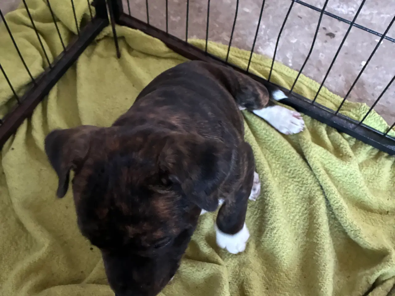 Billede 1 - Staff tæve 12 uger sidste tilbage