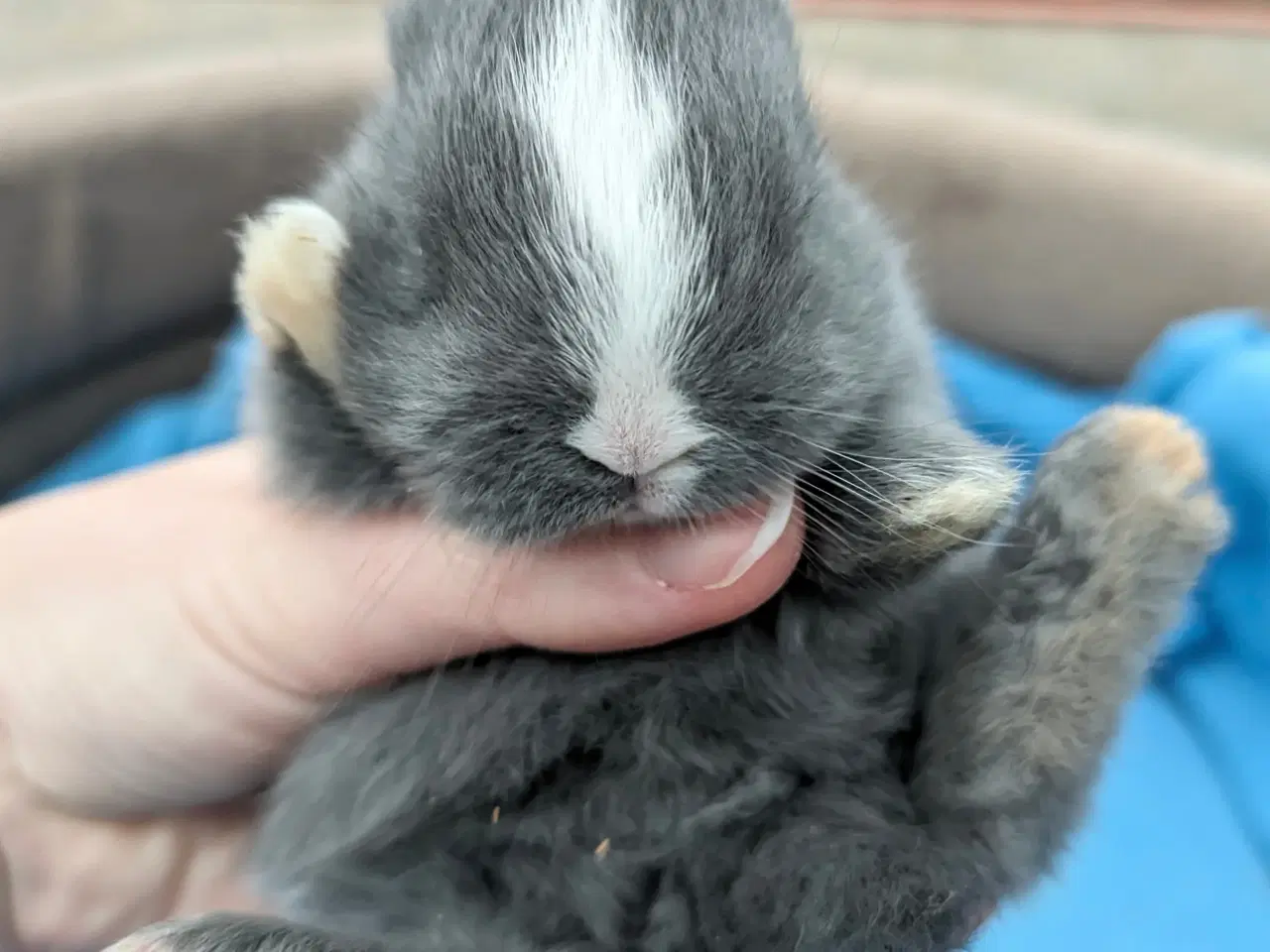 Billede 6 - Hermelin kaninunge sælges 