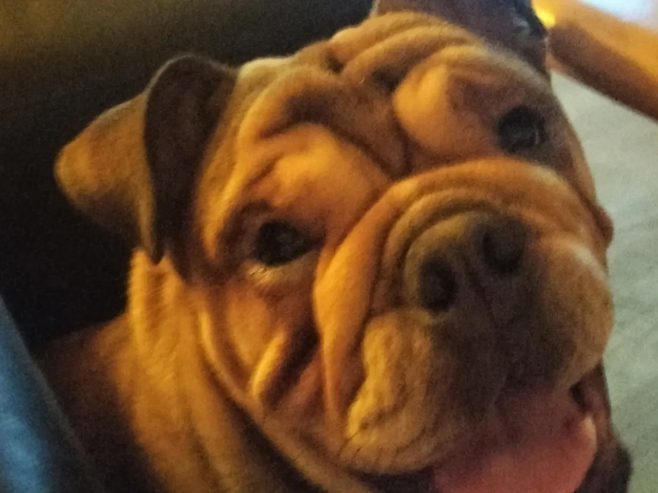 Billede 2 - Engelsk bulldog Kenzo