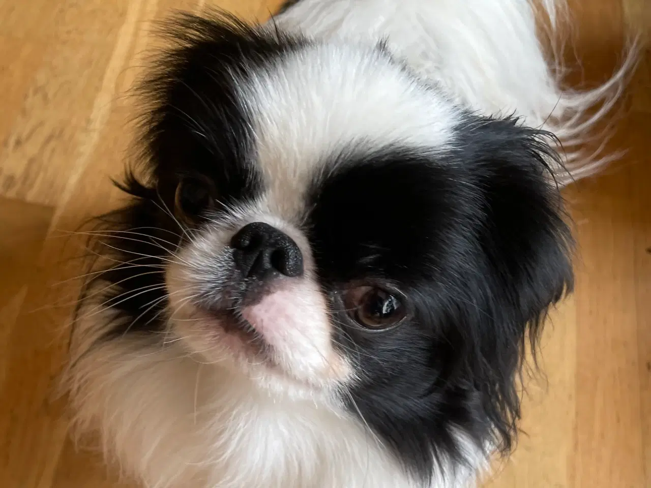 Billede 5 - Japanese Chin han unghund (16-17 mdr.)