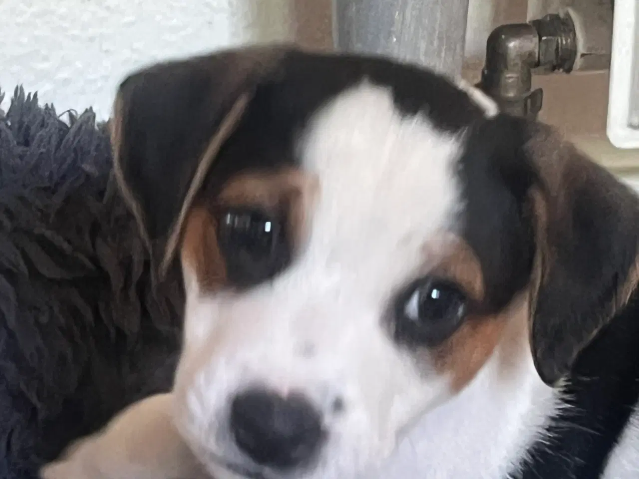 Billede 1 - Dsg/ Jack russel