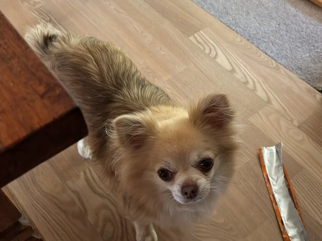 Billede 4 - Hund søger nyt hjem