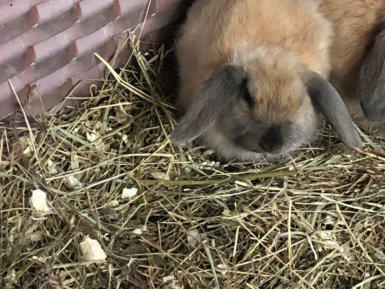 Billede 5 - Minilopper til salg