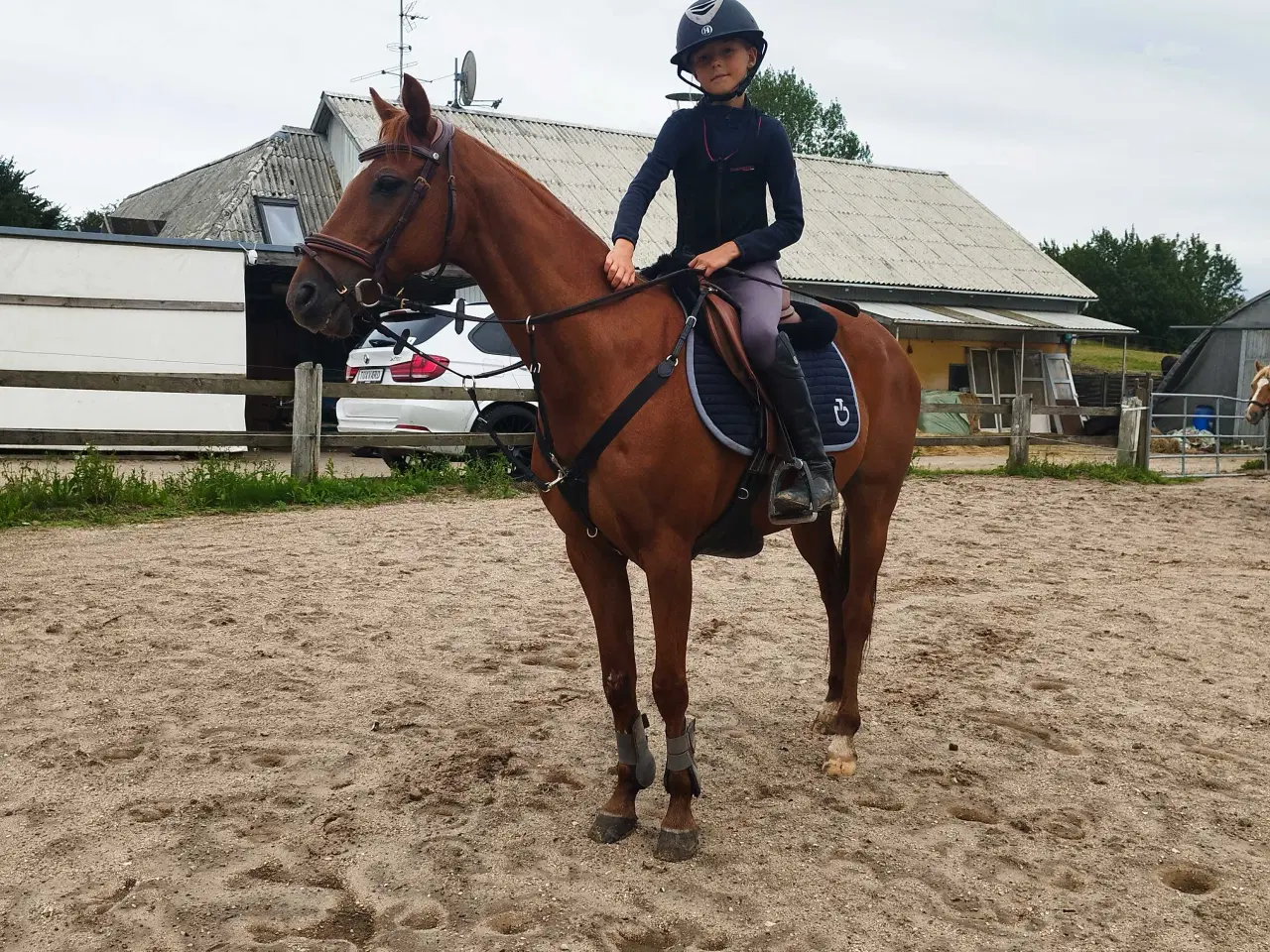 Billede 1 - Skøn kat 3 pony