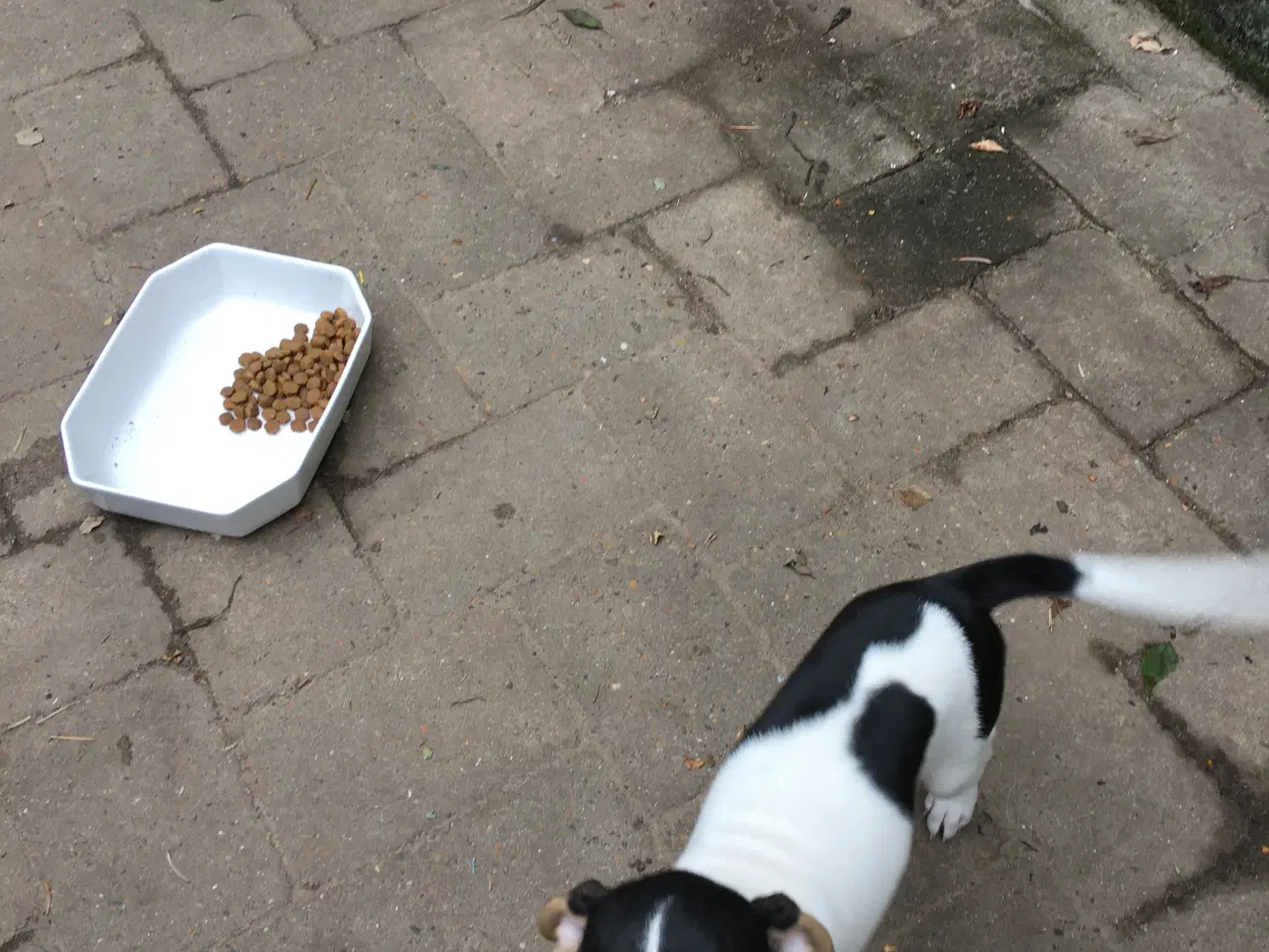 Billede 4 - Dansk-Svensk Gårdhundehvalpe