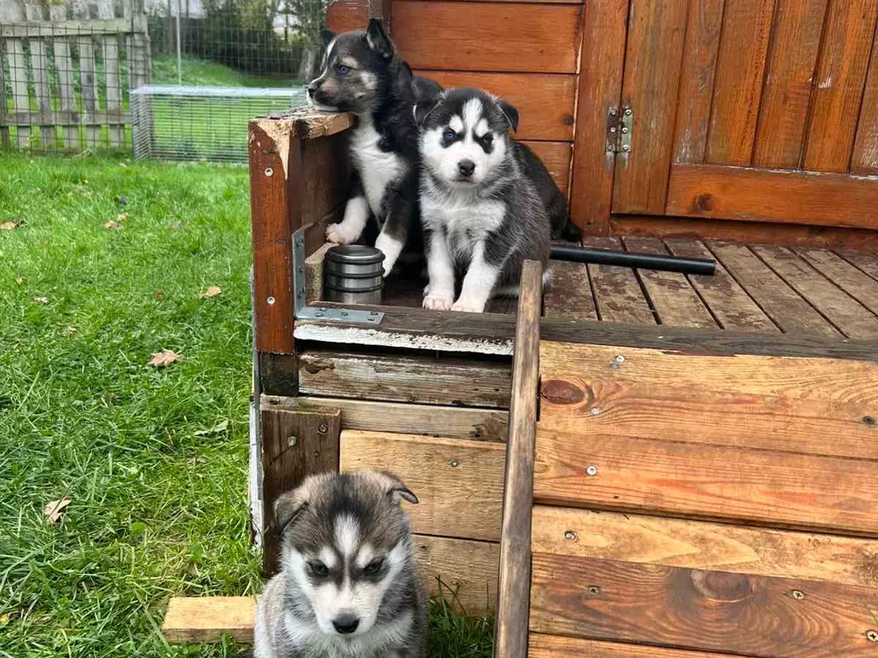 Billede 3 - Rottsky hvalpe søger nye, kærlige hjem