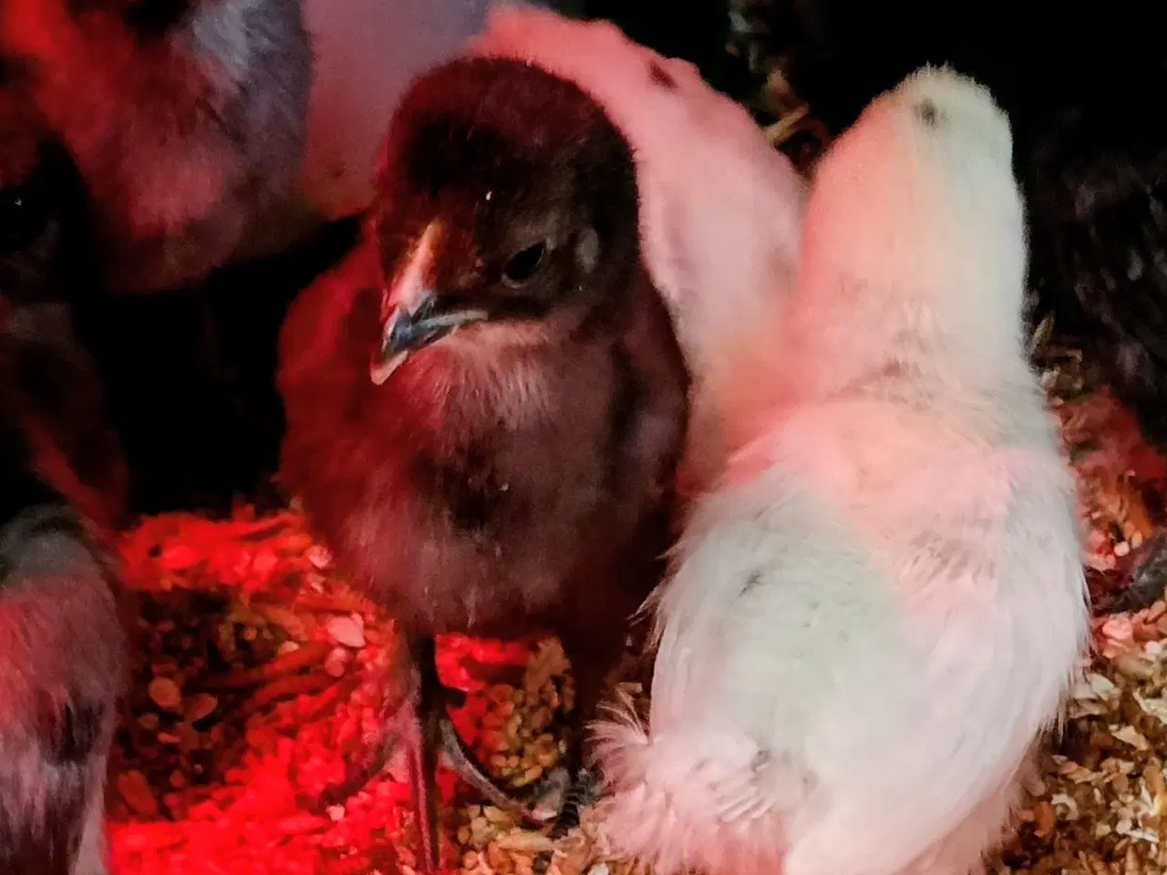 Billede 3 - Silke kyllinger 