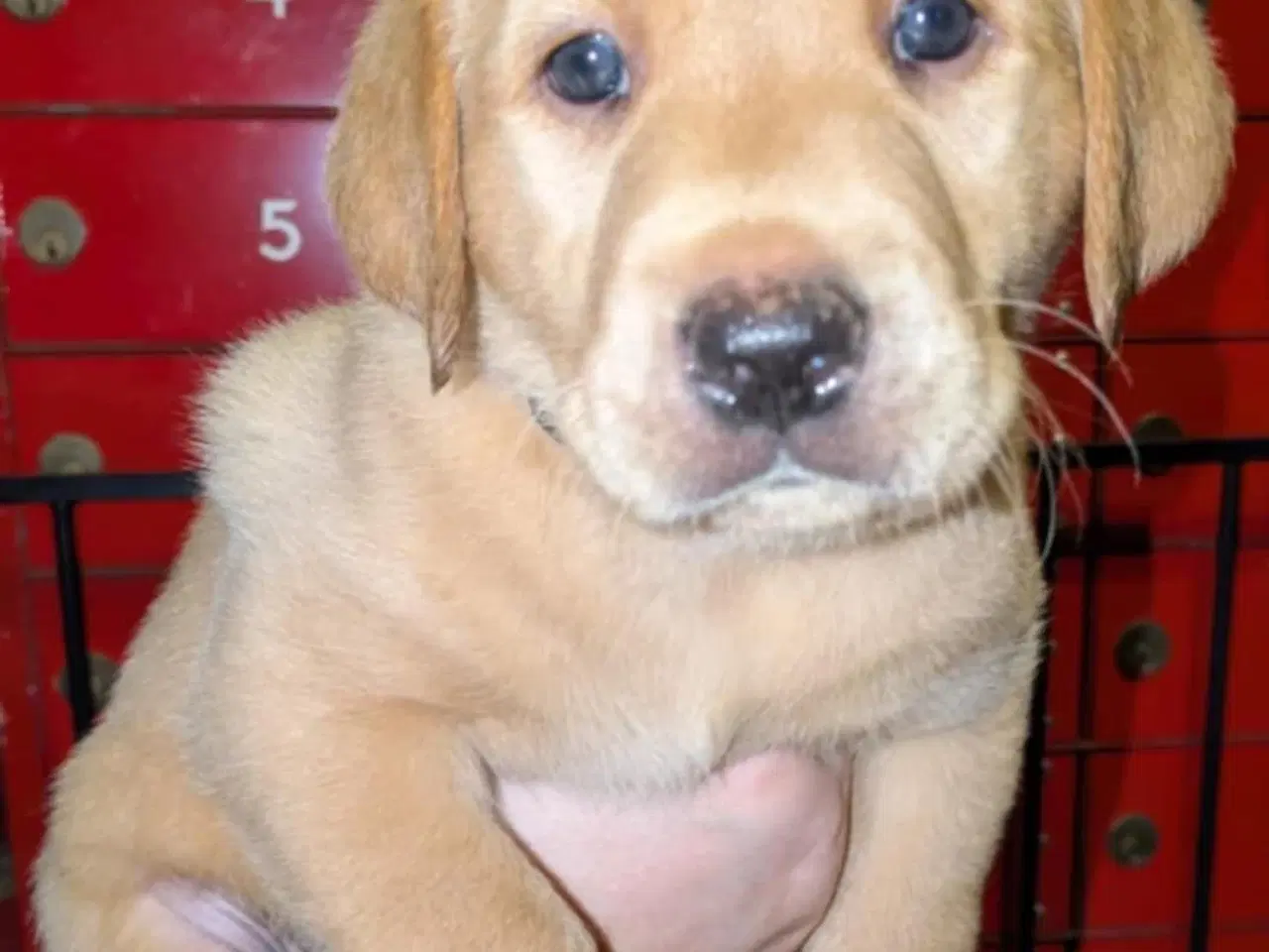 Billede 4 - Labrador blandings hvalpe