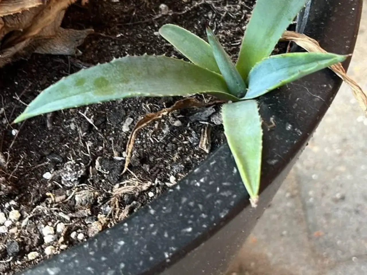 Billede 3 - Stor agave med aflægger og potte