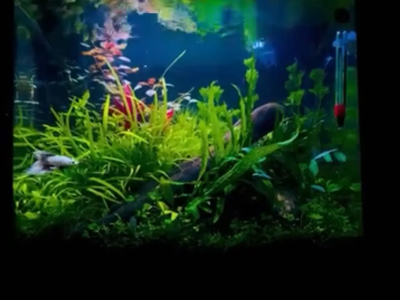 Billede 2 - 35 liters akvarie med tilbehør sælges 