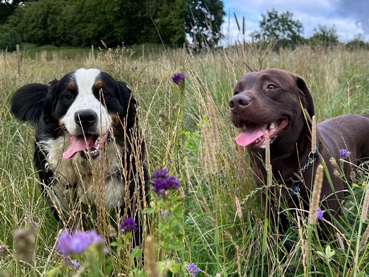Billede 3 - Berner Sennen & Labrador - Bedækning tilbydes
