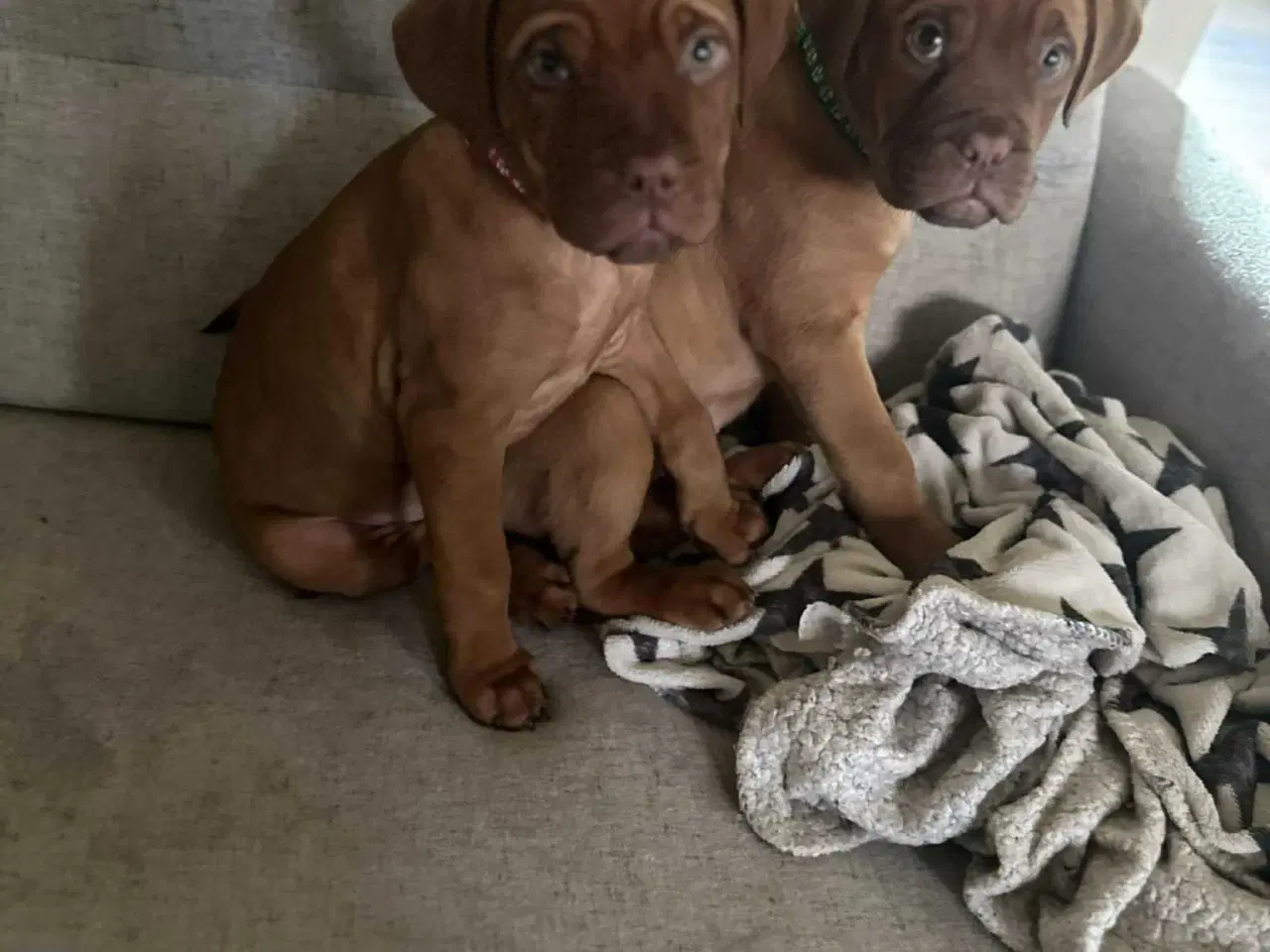 Billede 2 - 7/8 ddb - 1/8 Presa Canario