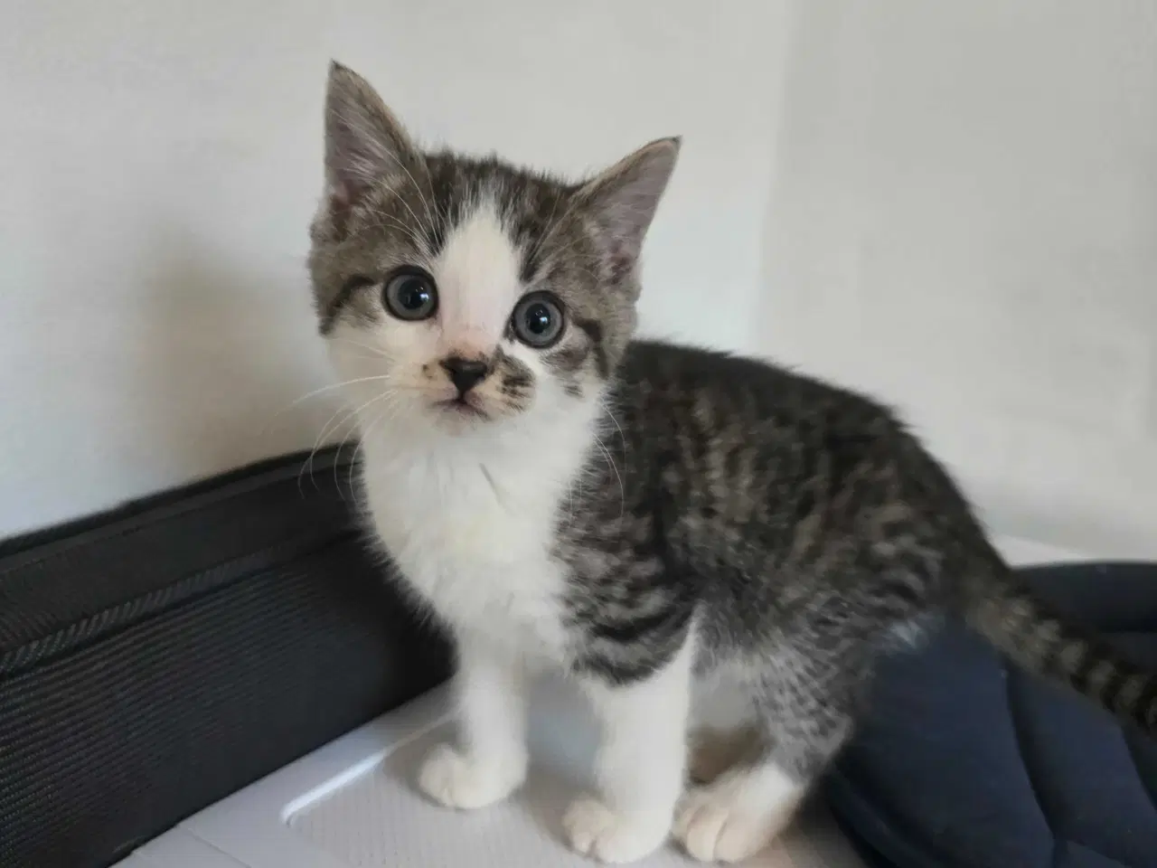 Billede 4 - Søde kattekillinger - 5 killinger