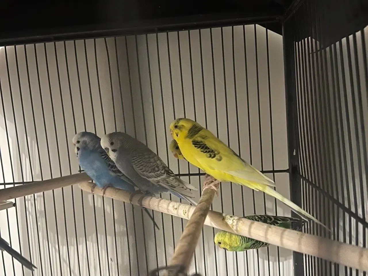 Billede 5 - Undulater med bur