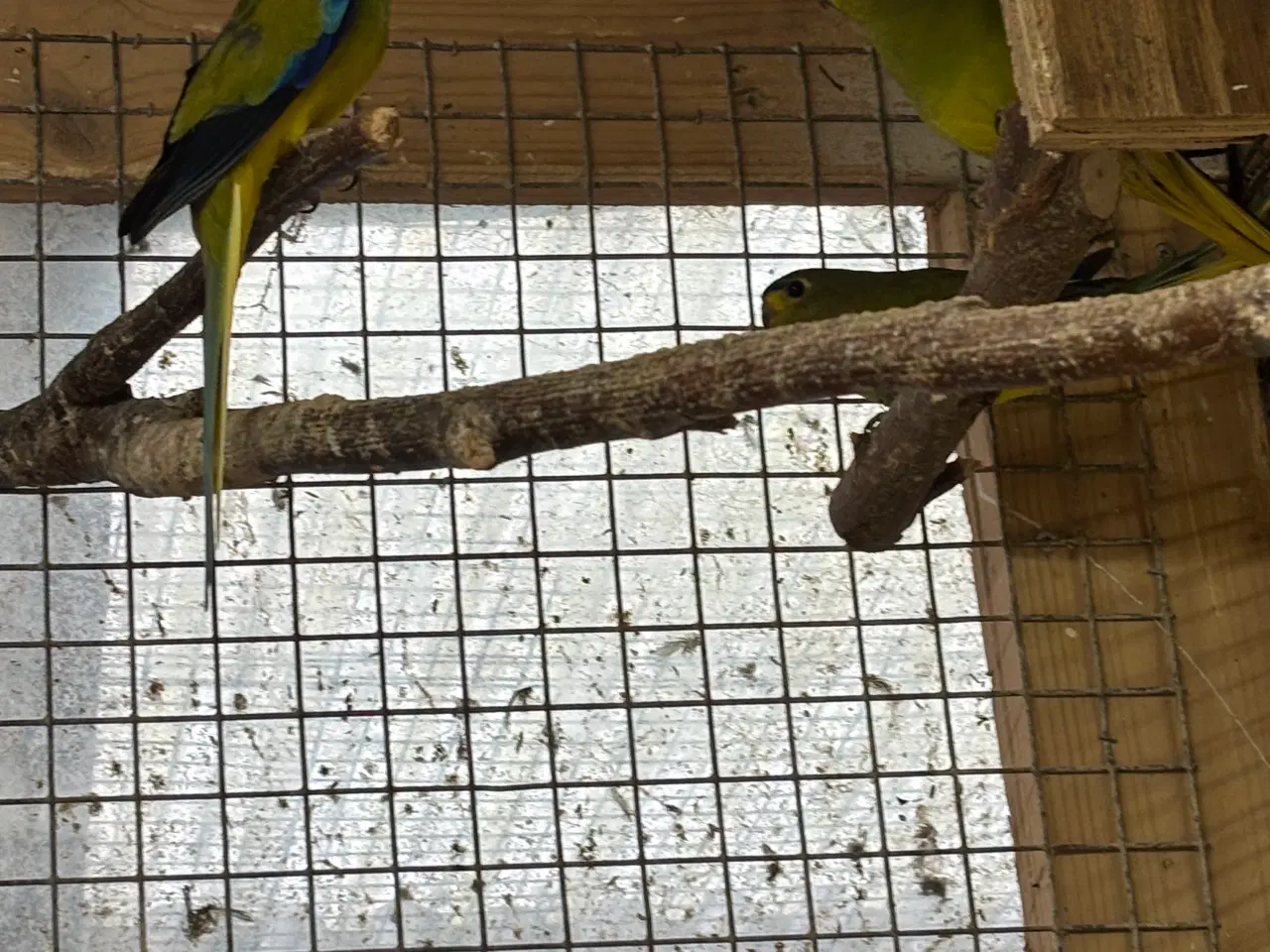 Billede 2 - Græsparakit