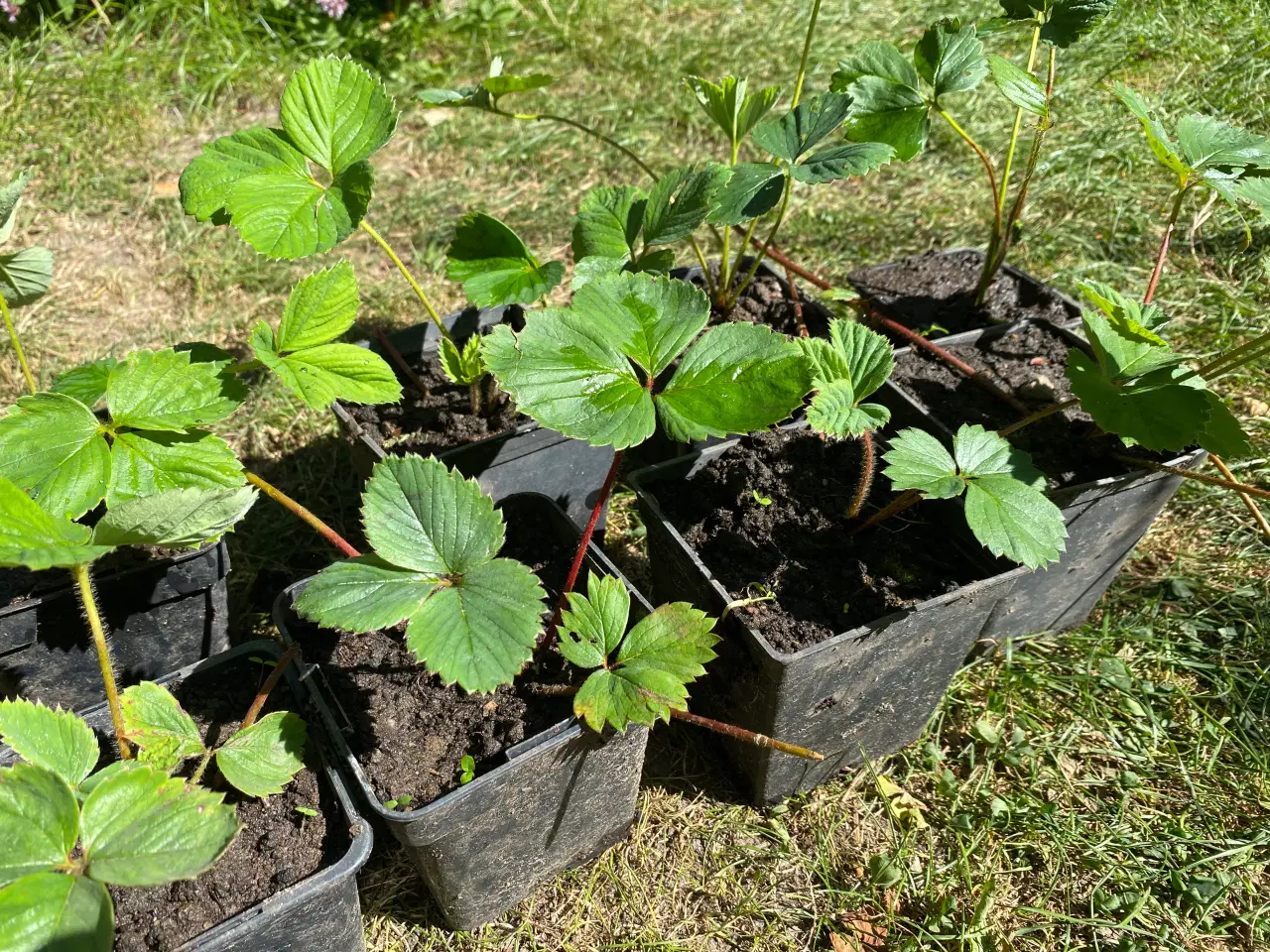 Billede 1 - Jordbærplanter 6 stk.