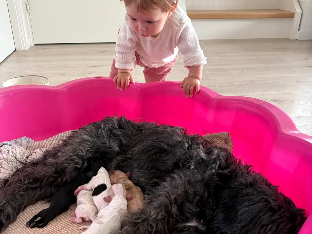 Billede 3 - Cavapoo hvalpe 