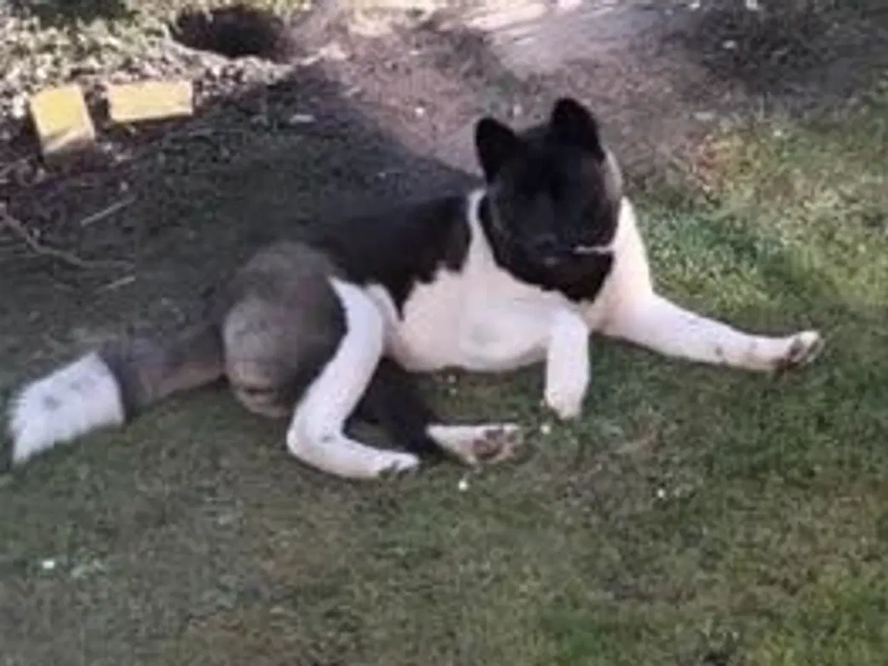 Billede 2 - Akita American 