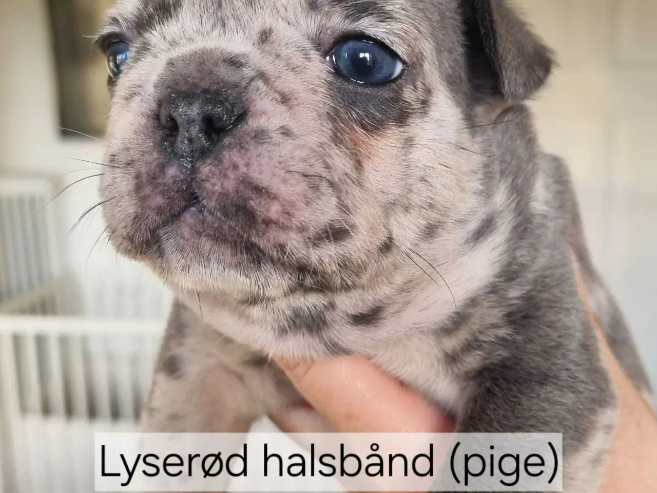 Billede 2 - Fransk bulldog hvalpe
