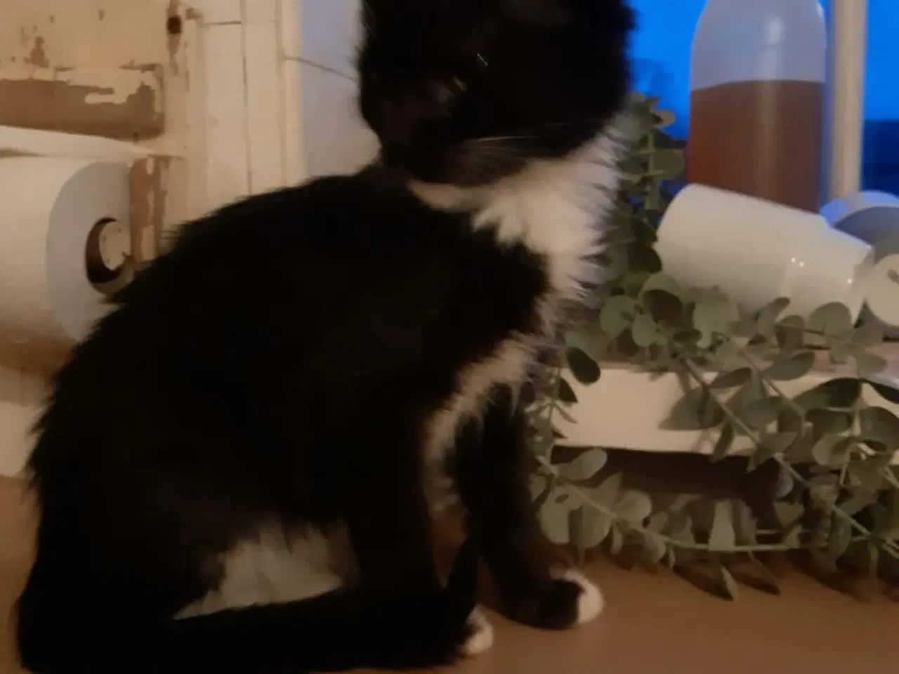 Billede 3 - halv maine coon hunkilling