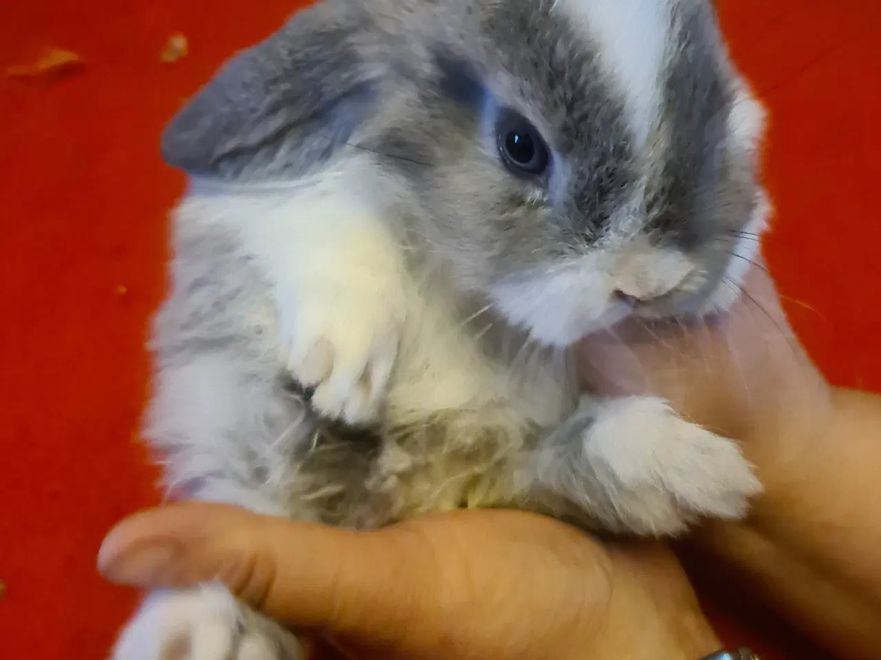 Billede 6 - Mini Lop Kaninunger 