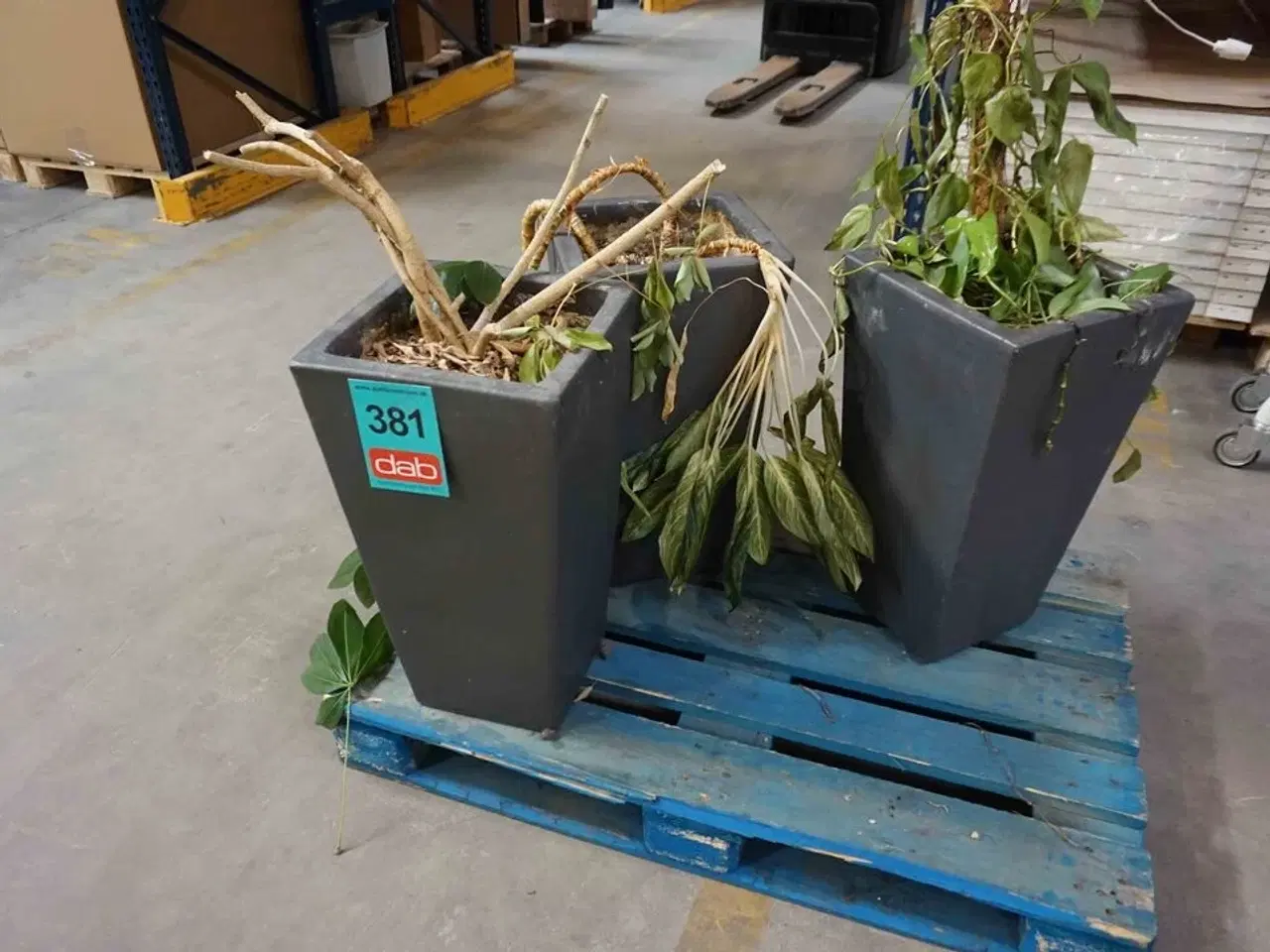 Billede 1 - 3 krukker med blomster (MOMSFRI)