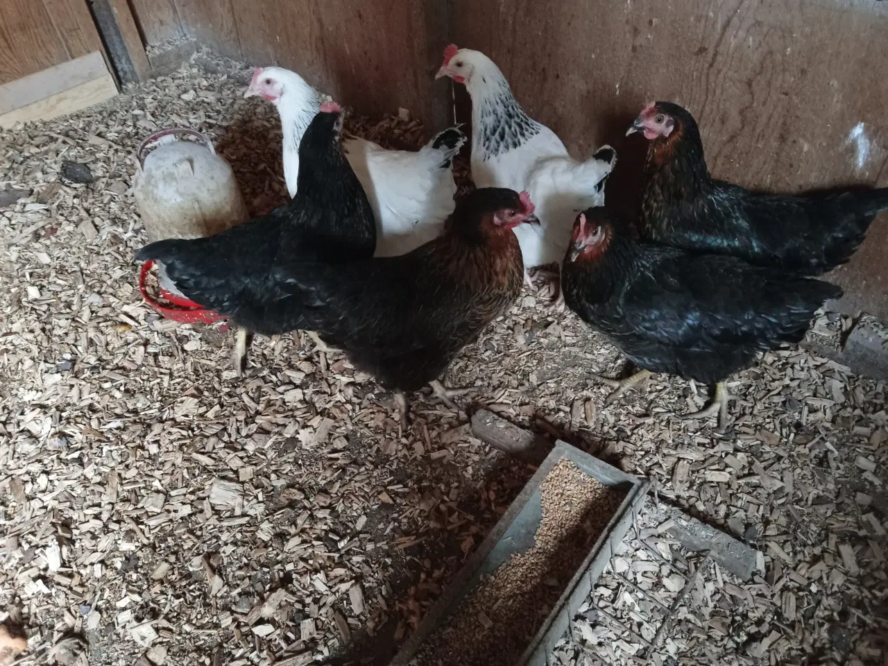 Billede 3 - Høns
